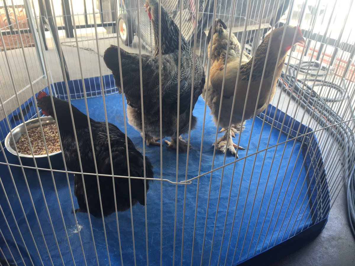 we had a blast <a href="/SandR_Bar/">Shipping & Receiving</a> for Chicken Shit Bingo today! intern slayed his 1st day on the job. paid him in raisins &amp; graham crackers ...