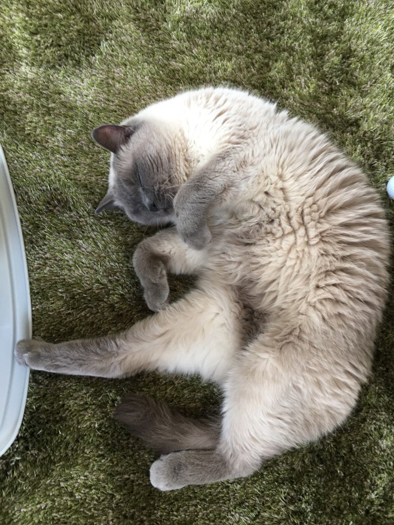 味のり 便秘気味な猫にはオリーブオイルが良いと聞き カリカリにかけたらその部分だけ綺麗に残して他をペロリとたいらげてくつろいでいるぬこはこちらです 味のり 便秘気味な猫にはオリーブオイルが良いと聞き カリカリにかけたらその部分だけ綺麗に残して他をペロリとたいらげてくつろいでいるぬこはこちらです
