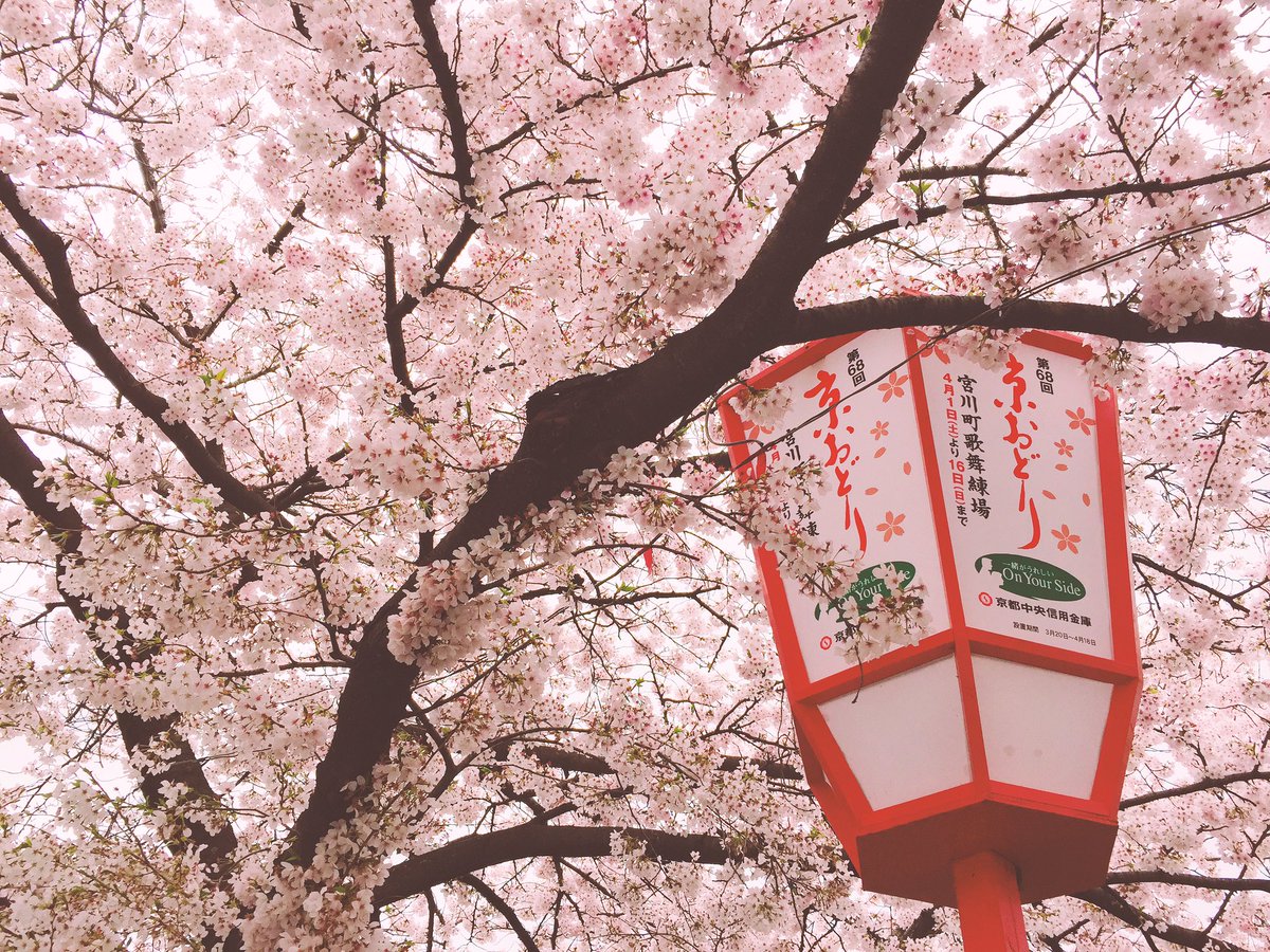 KyotoTimes's tweet photo. #桜
【見頃を迎えてます】
鴨川、木屋町、本願寺前の並木、桜が見頃を迎えています。桜と共に、円山公園近くのチーズタルト専門店PABLOのプレーンをいただきました🧀京都限定宇治抹茶味などもあります。中身がとろけます。

miniは200円ほどから https://t.co/kXiW7Rftdu