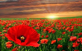 _JRWitt's tweet photo. #Vimy100 🌺 #Apr9th 🌺 #VimyRidgeDay 🌺 https://t.co/peKy1hmJPe