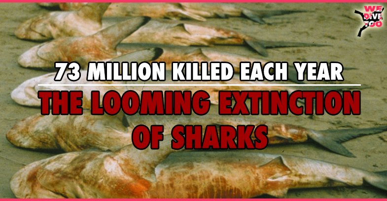 WeDiveToo's tweet photo. Sharks could go extinct.  73,000,000 killed every year.  Find out the truth!
https://t.co/76QhMsNryB
#scubadiving #scubadiver https://t.co/JCqnsLpN0v