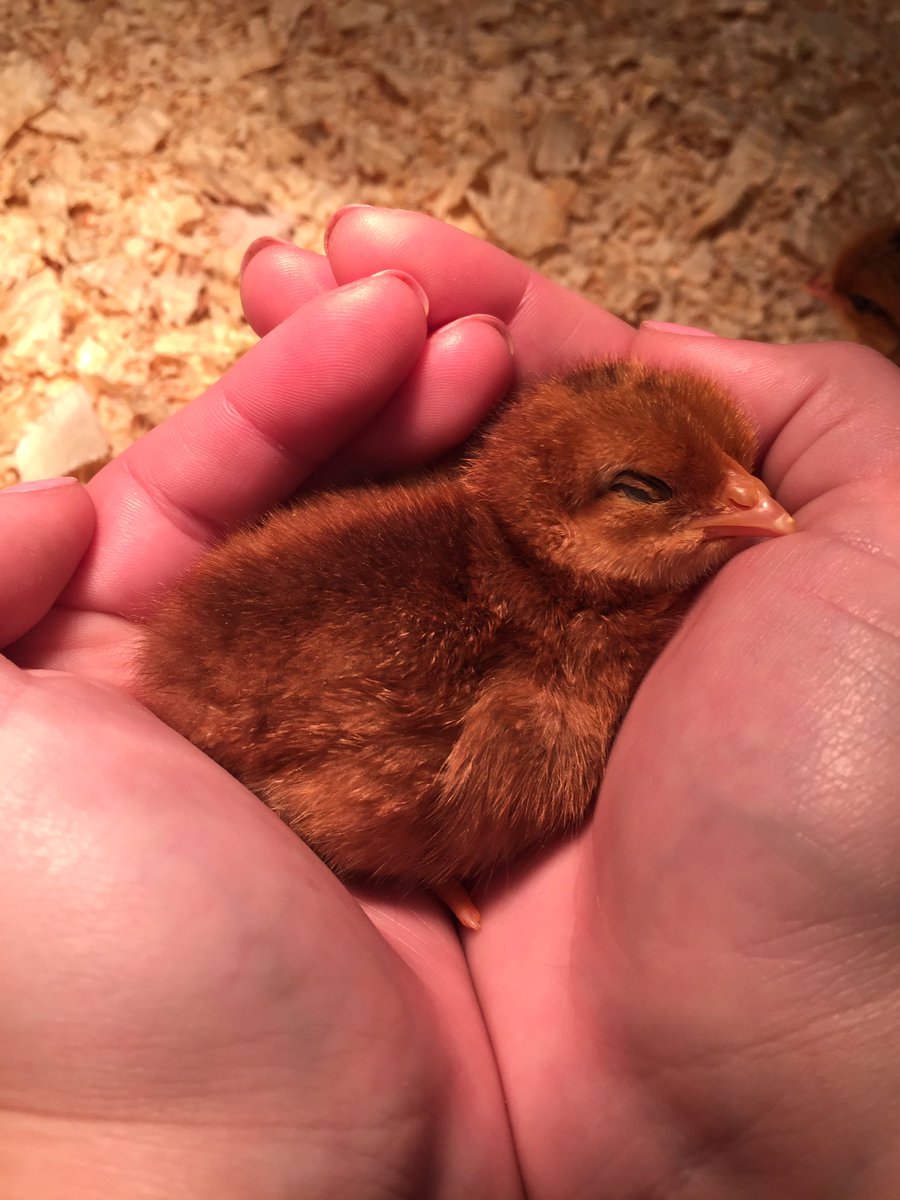 johansonspeeps's tweet photo. Hatching is hard work! @SunriseLakeOEC @NSSEO_org https://t.co/EzcVsTsYQu