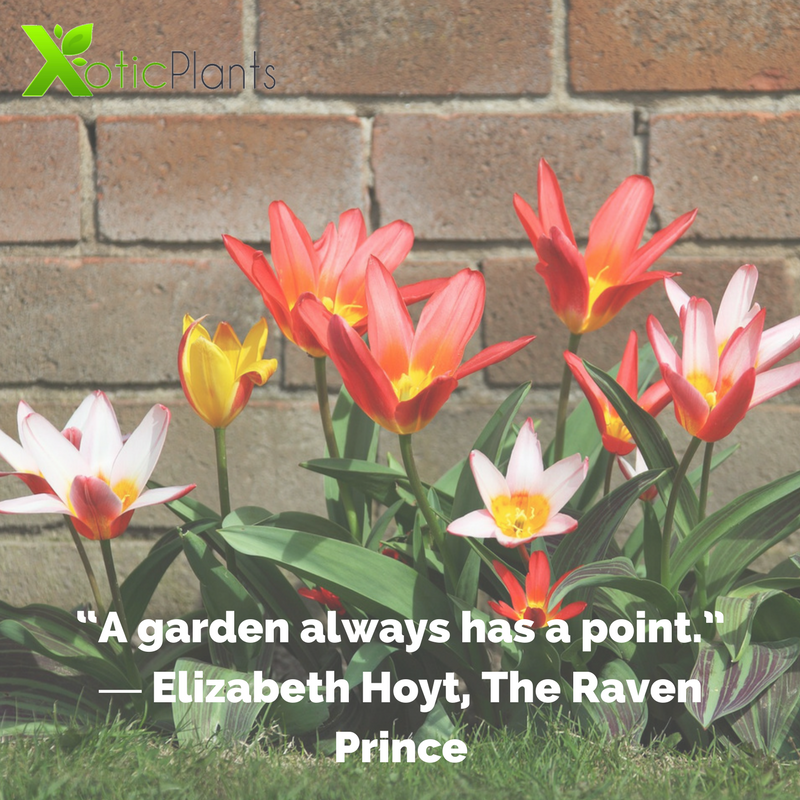 XoticPlants's tweet photo. “A garden always has a point.” ― Elizabeth Hoyt, The Raven Prince #plants #gardening #garden #indoorplant https://t.co/fR3g3WCN1T