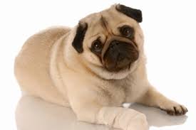 pug_mummy's tweet photo. Prevent Your Dog's Paws Getting Burnt https://t.co/bmzJWO667x
A new post has been published.
#pugchat #pugs #puglife https://t.co/9CE0Oa29FP