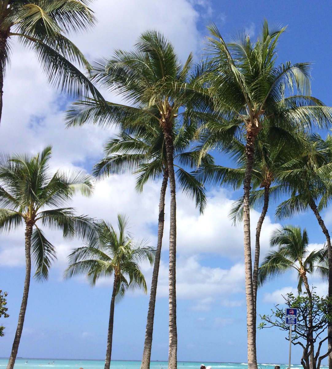 ColorWriteDraw's tweet image. Palm trees inspire. #drawing #coloring #joy