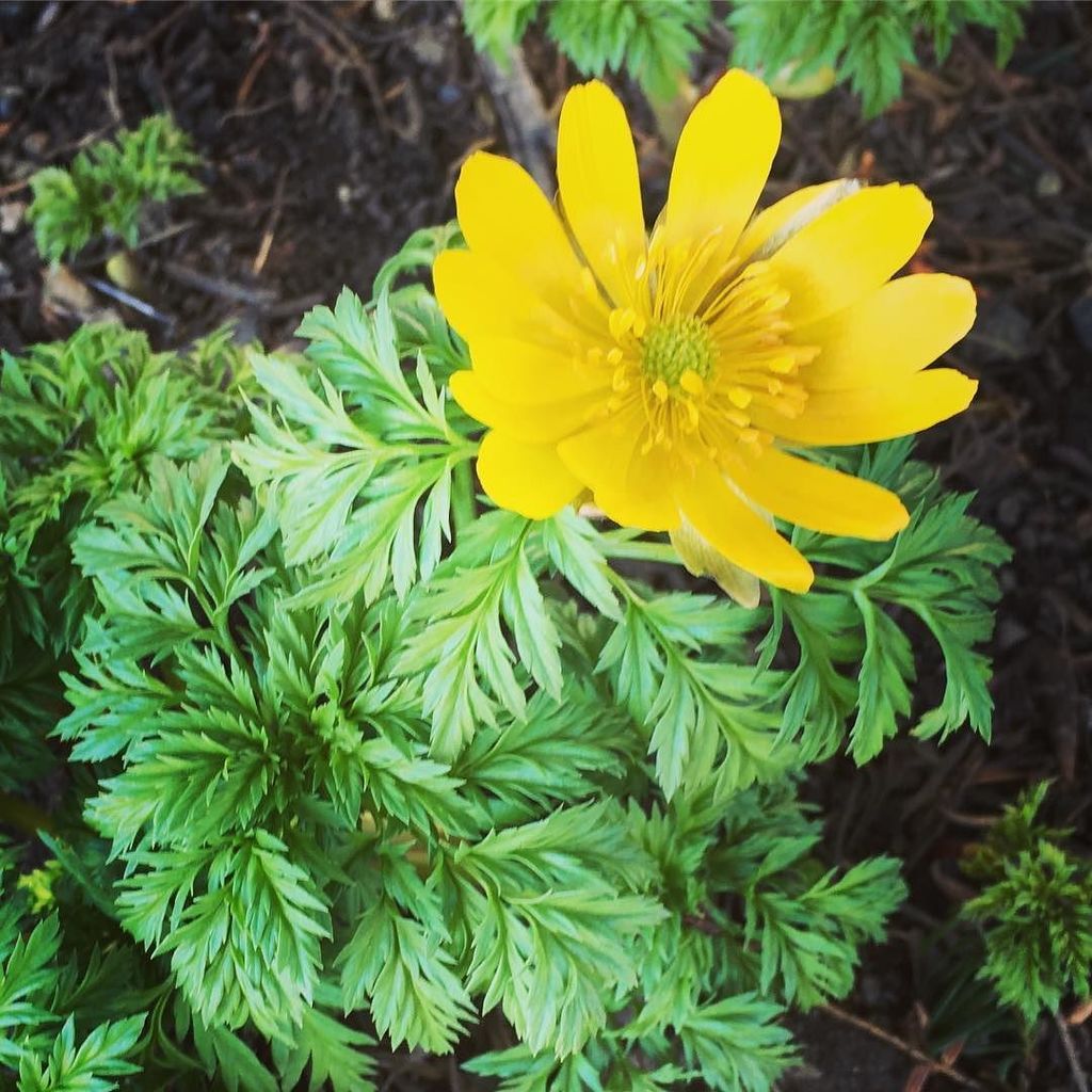 kumohamiz's tweet photo. 福寿草だいすき💕

#littlespring #spring #garden #yellow #adonis #adonisramosa https://t.co/bMCBM1Q4cS https://t.co/Va77uGuGVG