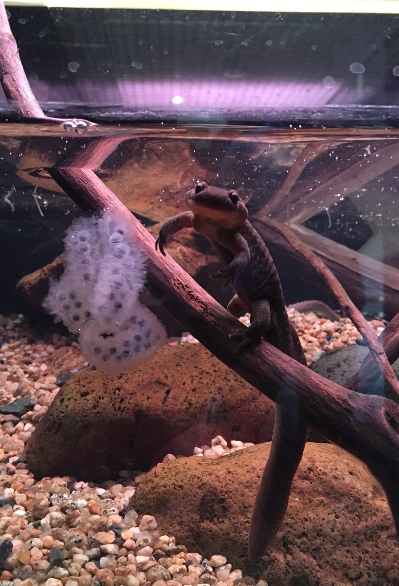 北の大地の水族館 山の水族館 な なんと 展示水槽内でエゾサンショウウオが産卵しました めでたい ﾟ ﾟ W ﾟ ﾟ 発生するかどうかはまだわからないので経過を見守りたいと思います 北