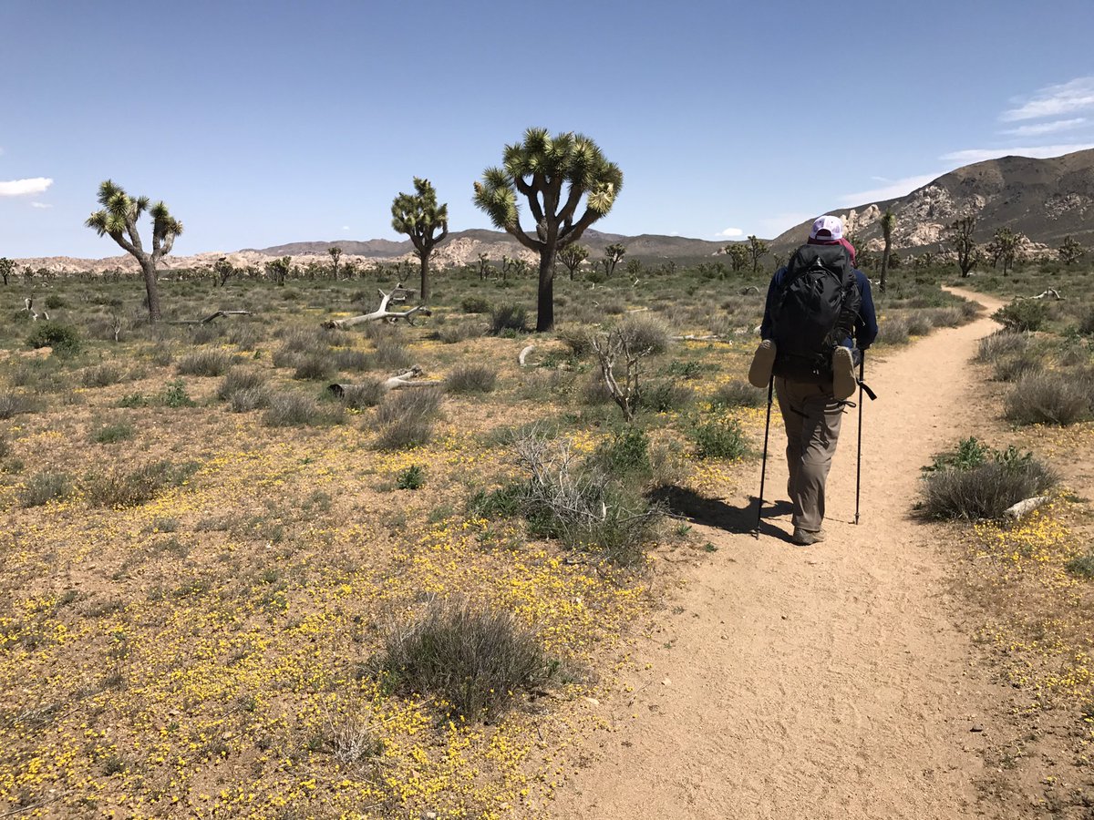 BeOutsideNow's tweet photo. #Hike17 #52HikeChallenge - #JuniperFlats to past #GeologyTourRoad #CaliforniaHikingandRidingTrail #JoshuaTree @52hikechallenge https://t.co/8eOC04eVev