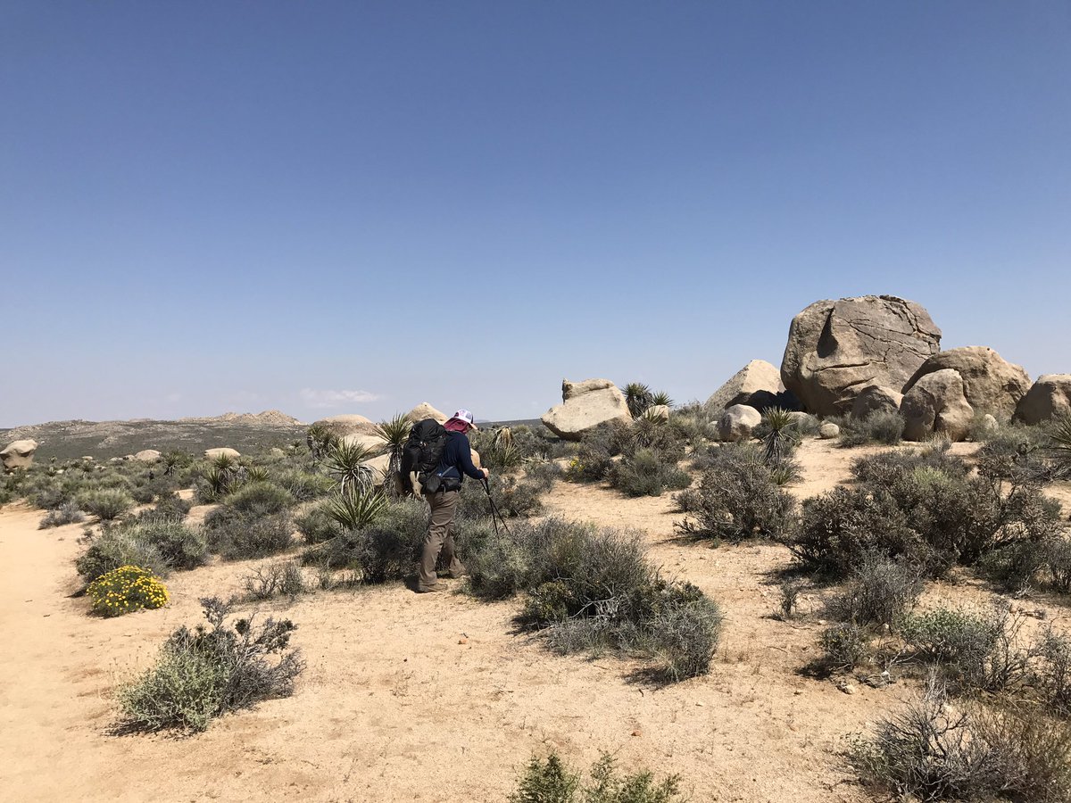 BeOutsideNow's tweet photo. #Hike17 #52HikeChallenge - #JuniperFlats to past #GeologyTourRoad #CaliforniaHikingandRidingTrail #JoshuaTree @52hikechallenge https://t.co/8eOC04eVev
