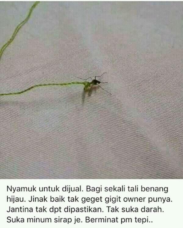 Mulutmanisla's tweet photo. Zaman skrg, semua buleh jadi... berminat? PM tepi
#sisjual #PMsis #niagaonline #nyamukjinak https://t.co/oMU1O69Xx4