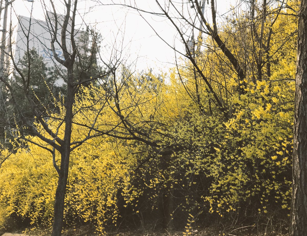 꽃무더기 세상을삽니다
고개를 조금만 돌려도
세상은 오만가지 색색의고운꽃들이
자기가 제일인양 활짝들피었답니다

정말 아름다운봄날입니다
새삼스레 두눈으로 볼수있어
감사한 마음이고
고운향기 느낄수있어 감격이며
꽃들 가득한 사월의길목에
살고있음이감동입니다