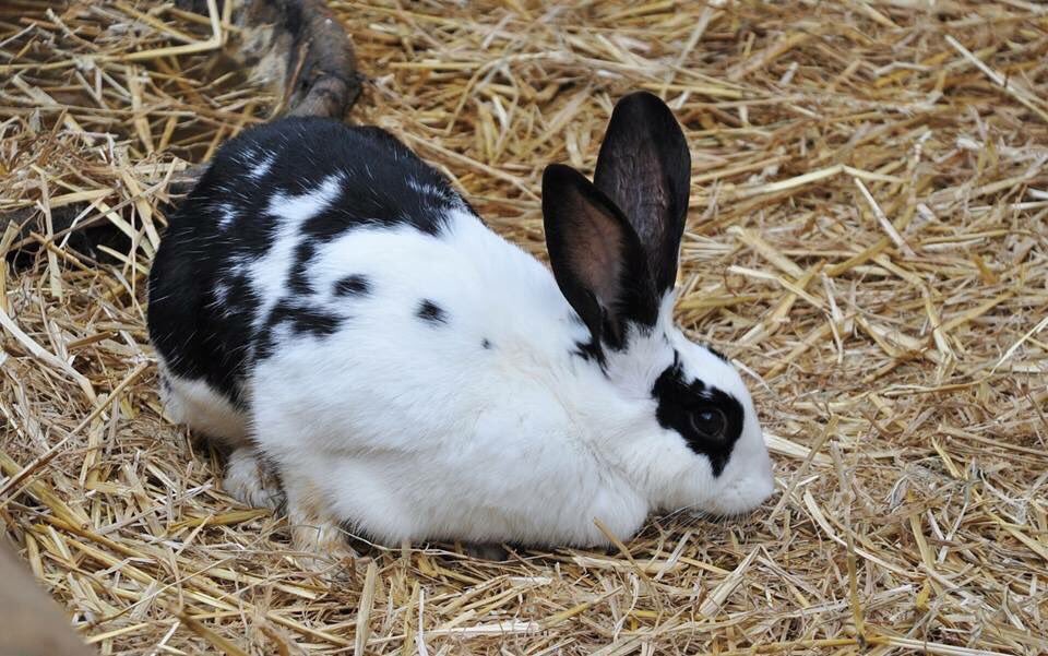 #Rabbits love our garden waste collection too - that's because you can put used rabbit bedding in your brown bin bit.ly/2hWAaKz 🐰🐇