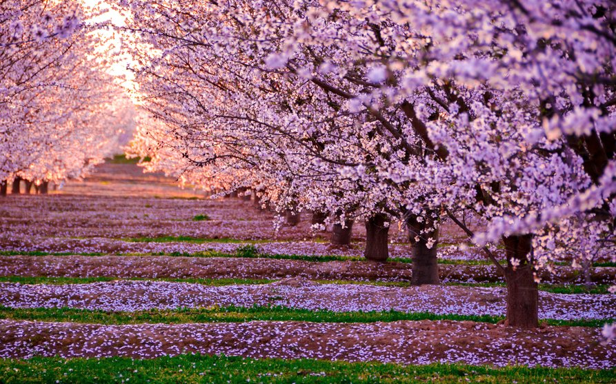 emotionsmag's tweet photo. Il #10aprile si vola tra i #ciliegi in #fiore 
#primavera in #Giappone https://t.co/pYHvKFGlPs