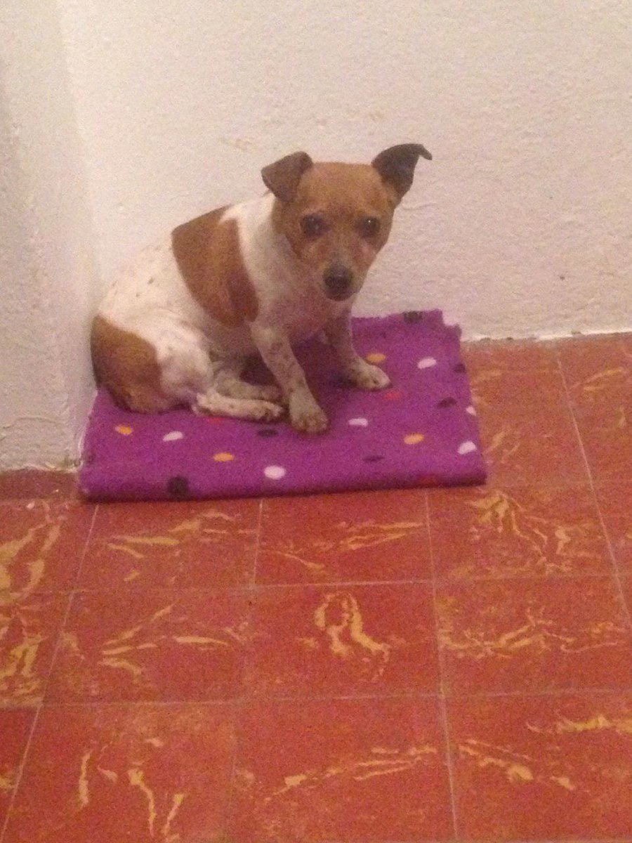 Does anyone recognise this female dog? She was found in Westgate, Bishopstown, #Cork.
Please RT!
facebook.com/LostboxIreland…