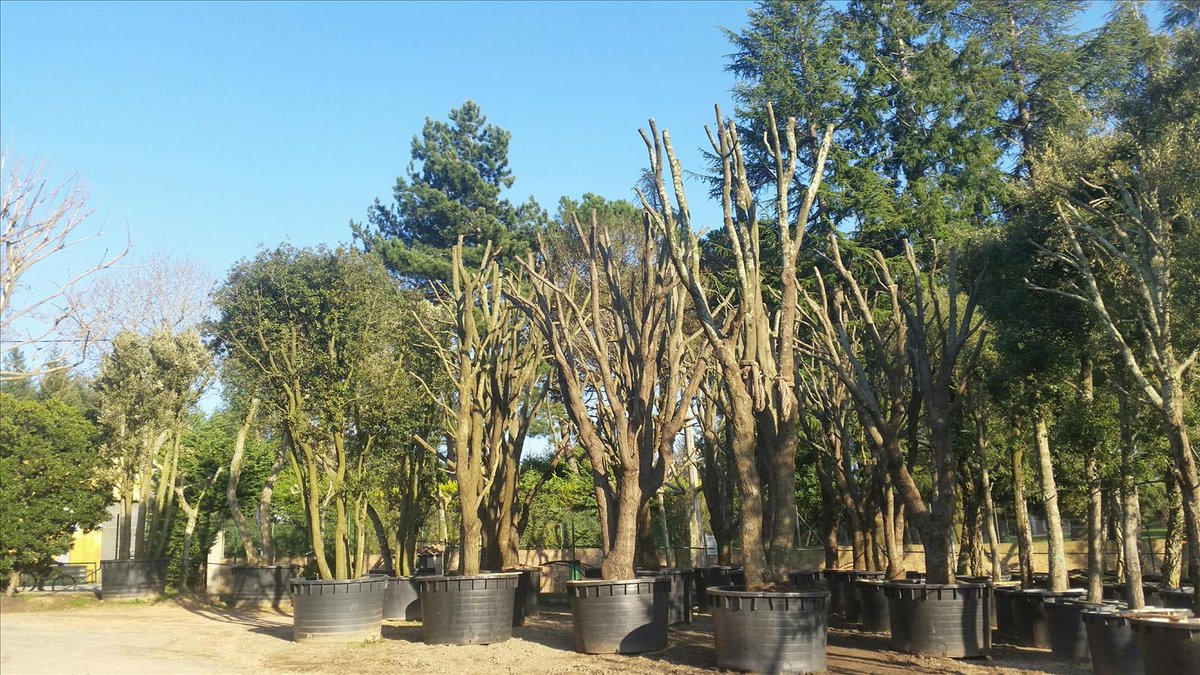 Harrell's | Disease of the Month: Rhizosphaera