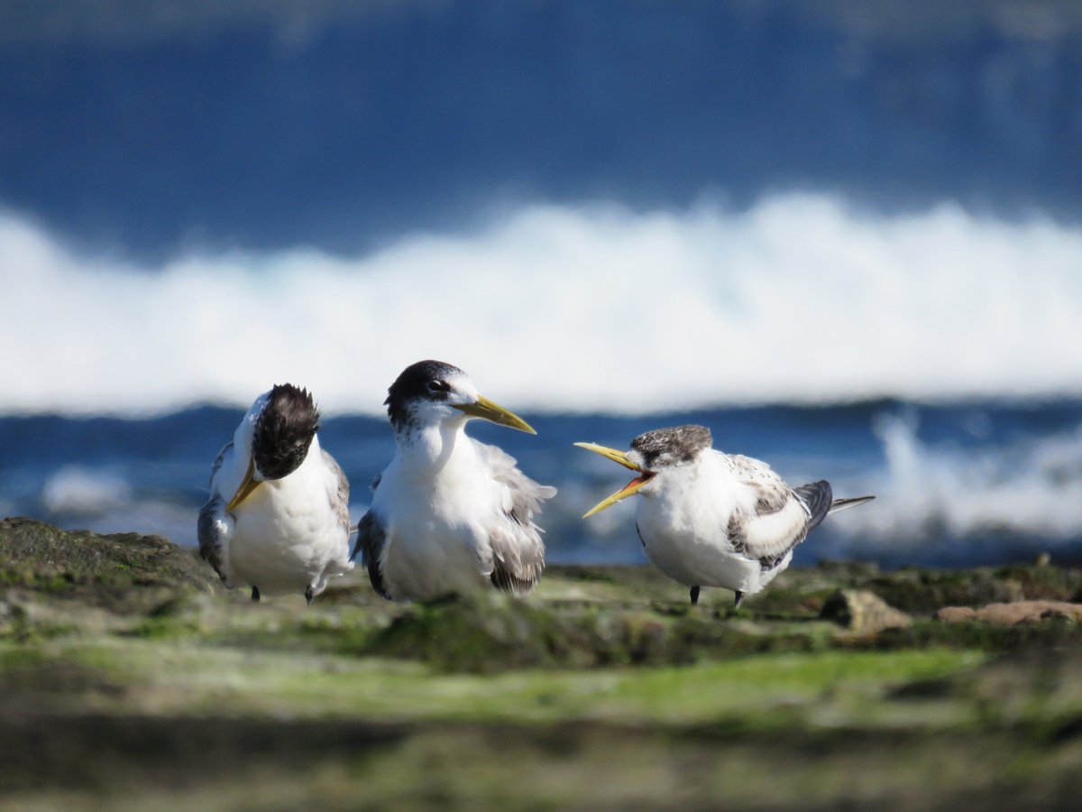 fawnaphlora's tweet photo. Oh i do like to be beside the seaside #nature #wildlife #autumn #sydney https://t.co/KYg3Gj6MKO
