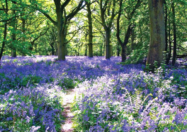 One of the great pleasures of an Essex spring is wandering among the bluebells we have so many around us in Epping goo.gl/glfOCH