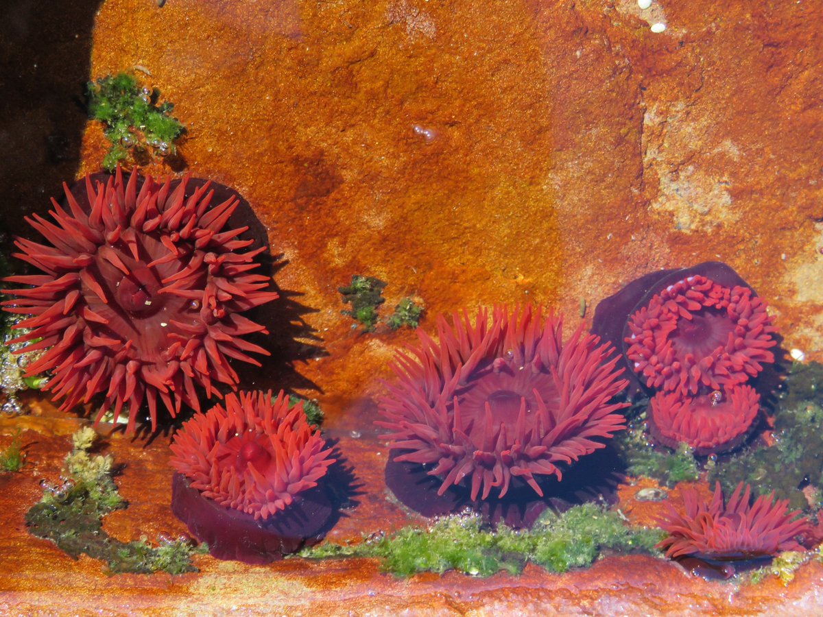 fawnaphlora's tweet photo. Texture &amp; colour #texture #nature #detail #fungi #fern #rockpool #protea #sydney https://t.co/ij9lpG26Sg