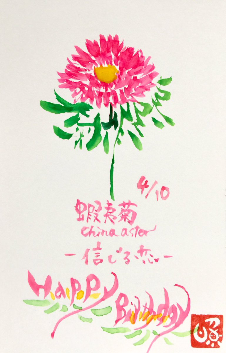蝦夷菊 蝦夷菊