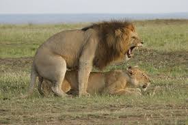 спаривание крупно