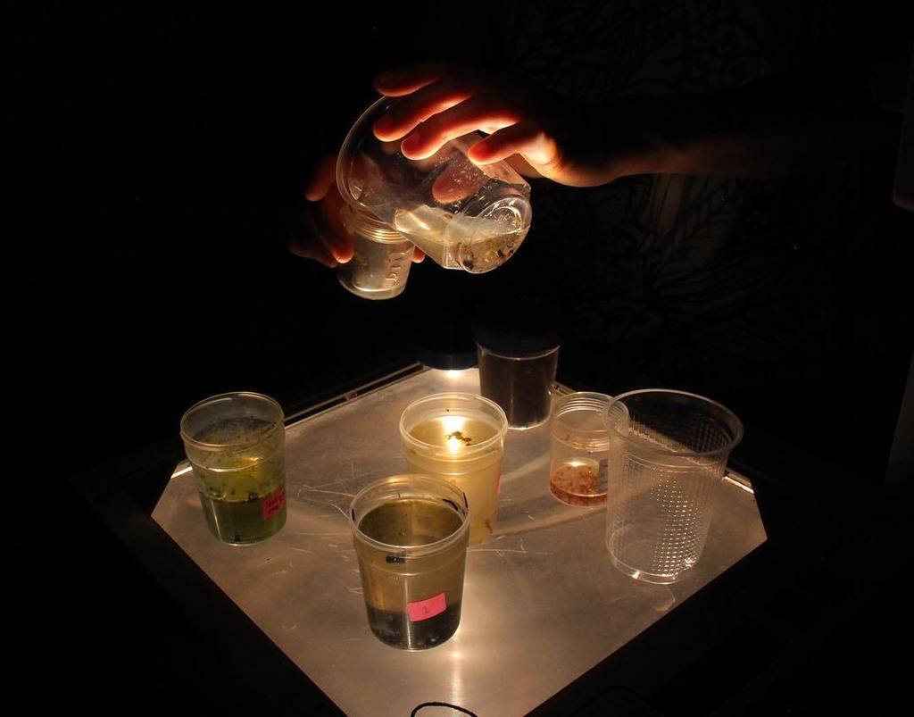 artscienceblr's tweet photo. Examining turbidity of the water samples collected from the lake using an overhead projector. #turbidity #artscien… https://t.co/1hgY7Y777D https://t.co/OcjdyNDSZV
