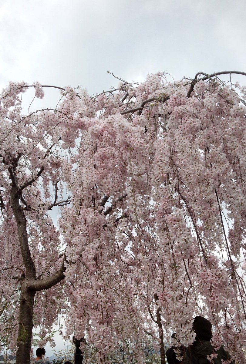 鳴門市うずしお観光協会 鳴門の桜開花情報 妙見山 花見山 共に 満開 なりました 日曜日は天気に恵まれ たくさんのお客様で賑わっていました みなさんお花見できましたか まだの方 雨で散っているかもしれませんが 12日以降がチャンスです