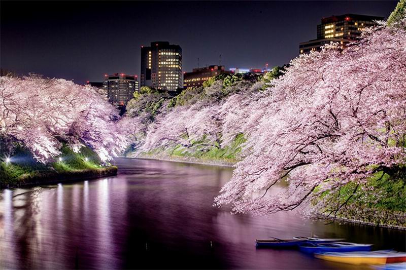 JapaneseStation's tweet photo. Cantiknya Bunga Sakura di Jepang Pada Malam Hari Bagai di Dalam Mimpi | https://t.co/6O1hynfq80 https://t.co/izrOrkDwwd