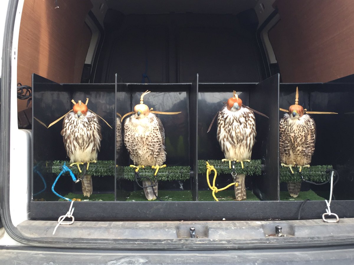 DublinFalconry's tweet photo. Our pest control Falcons. https://t.co/IBoSZoVBd1