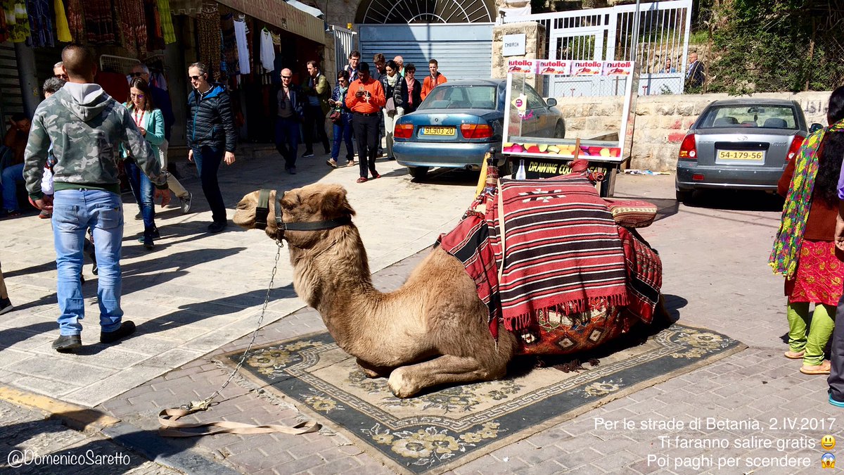 domenicosaretto's tweet photo. #Teorici. Son quelli che hanno un corredo completo di AGHI, ma non vi infilano nulla, né FILI di sorta né CAMMELLI 🐫 https://t.co/bydjwicZSm https://t.co/ac8zSTJsOh