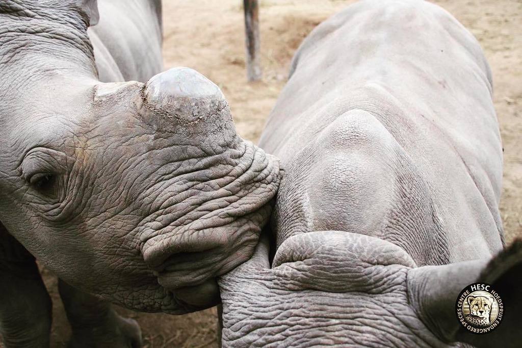 Cheetah_Centre's tweet photo. Khulula nibbling on Lula's ear.
#hesc #rhinos #everysinglerhinocounts #rhinoconservation #orphanedrhinos #endange… https://t.co/5k30TV0aRd https://t.co/PISNkyXHFJ