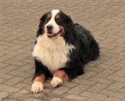 SAMPAuk_'s tweet image. KAI went #MISSING from Black Hill car park, Ashdown Forest #EastSussex on 7.04.17 Call 07746 374521 Pls RT more info doglost.co.uk/dog-blog.php?d…