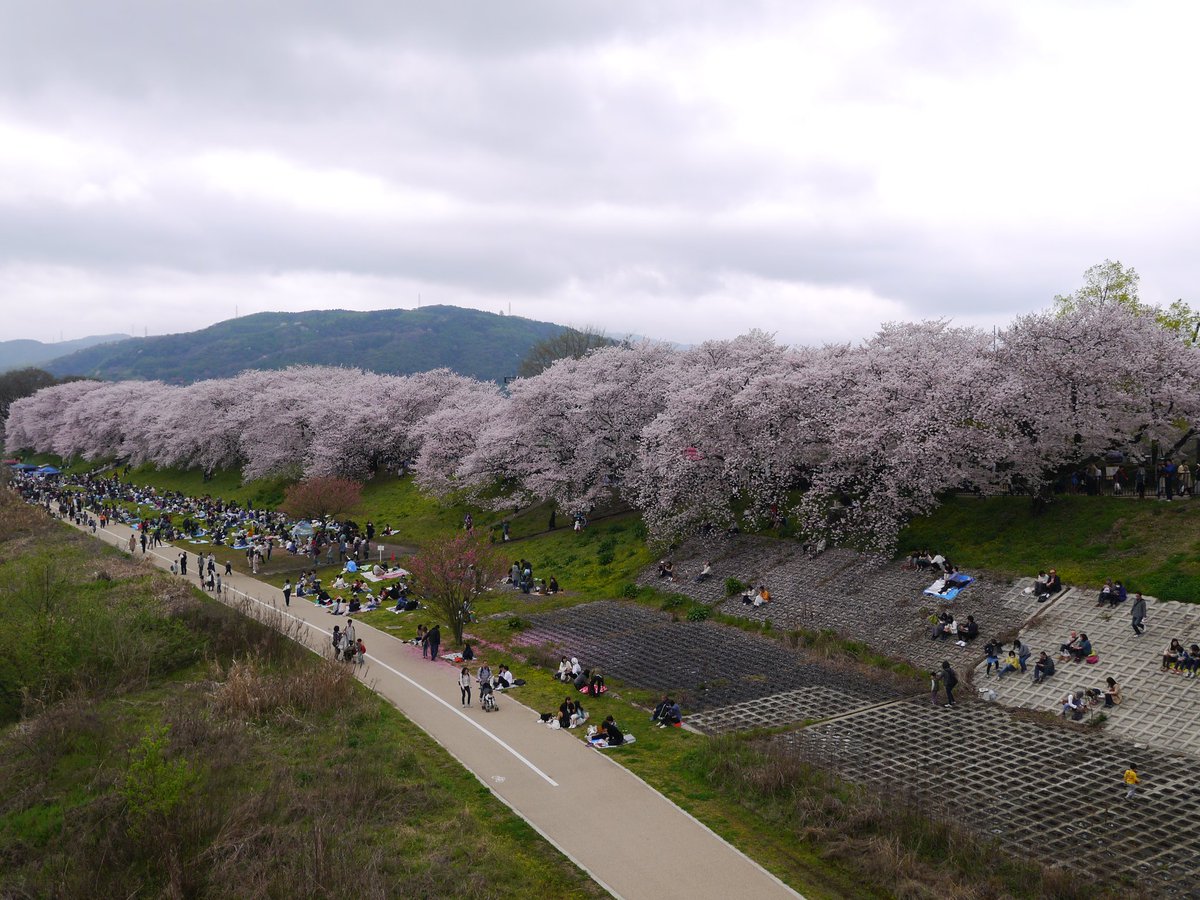 O Xrhsths ｔｏｍ ｈ Sto Twitter 関西の人気お花見ランキング第1位の 京都府八幡市にある 淀川河川公園背割堤地区を観光し 御幸橋から堤防を眺めると 一直線に長い桜並木が連なっていいて 開放感があって雄大な景色でした