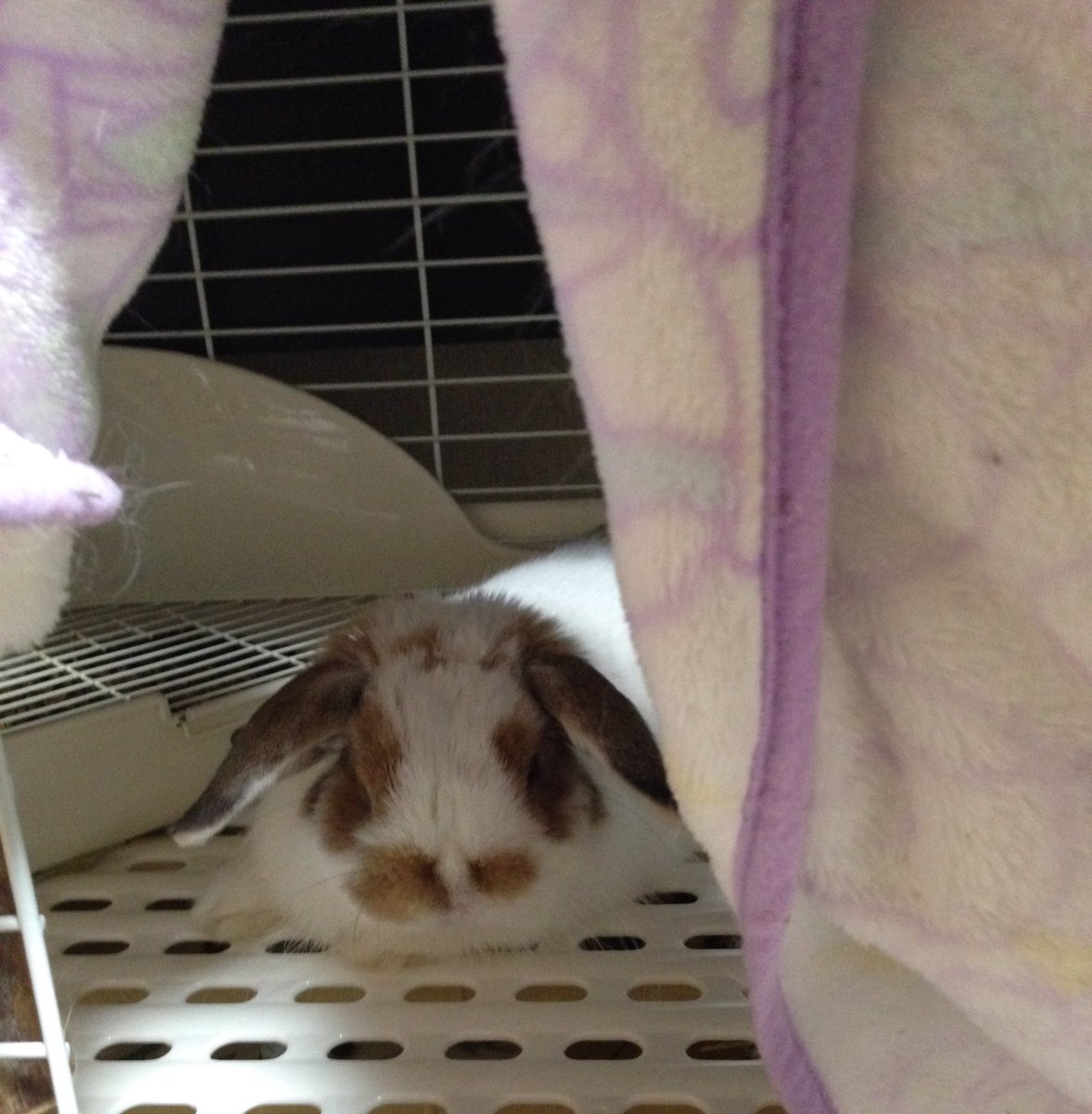toramaru_rabbit's tweet photo. いつも寝るときはカーテンをつけてるんだけど、さっきおやすみ！ってやってみて覗いてみたらおやすみしてた…まだ18時だよ〜騙してごめんね😭 可愛い… https://t.co/u9M9inmD89