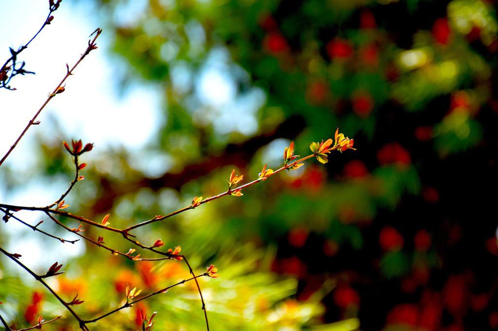 Bahar bereketi ile gelsin, mutlu haftalar olsun. / We wish, have a nice spring and happy weeks.