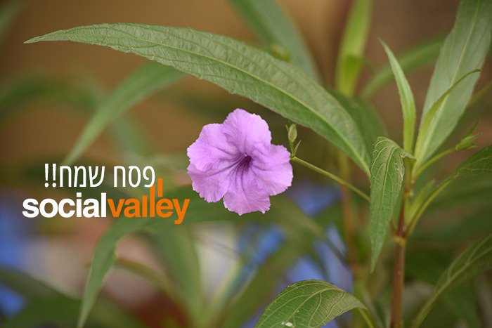 intelligenceval's tweet image. חג אביב שמח