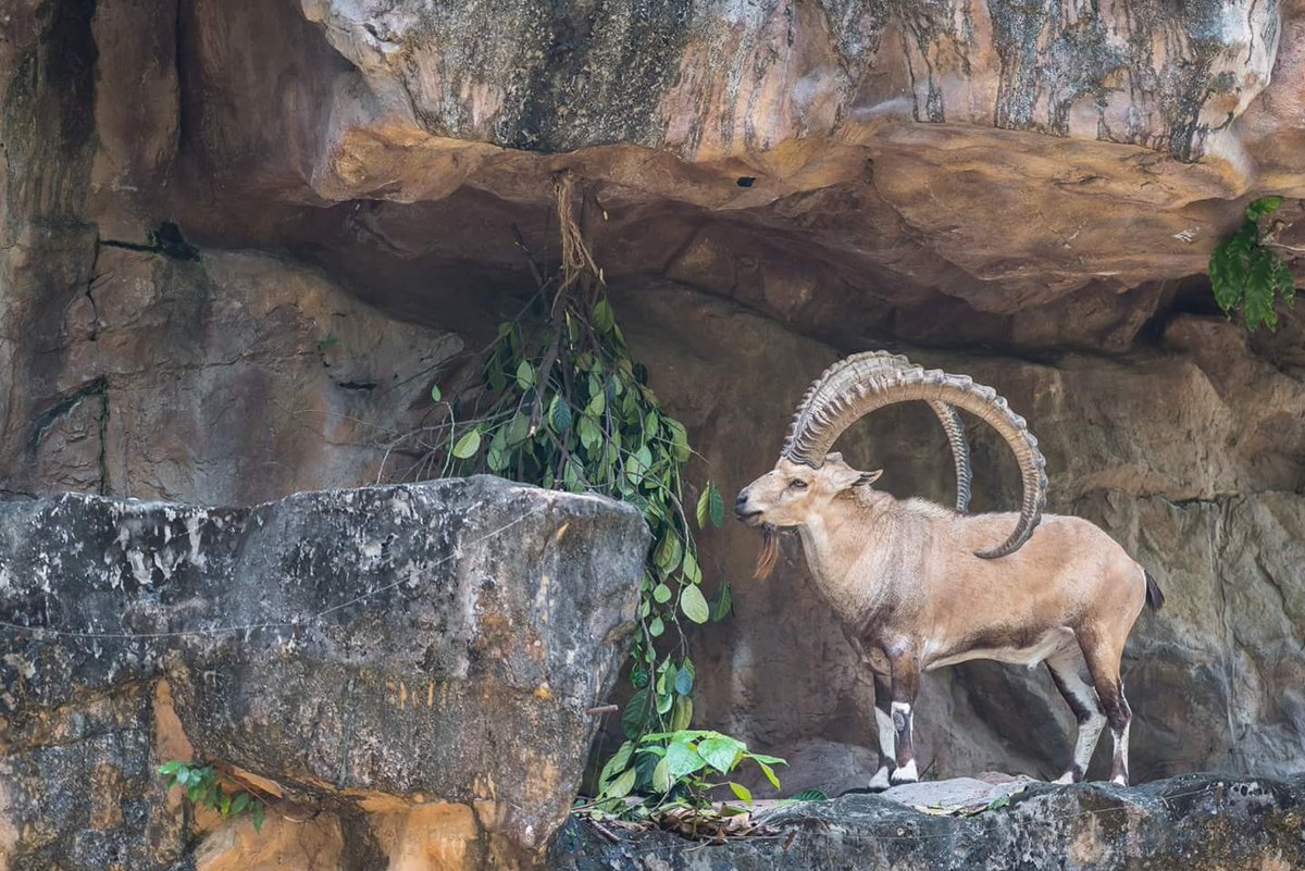 Nubian Ibex
#Ibex #NubianIbex #animal #mammal #Singapore #zoo