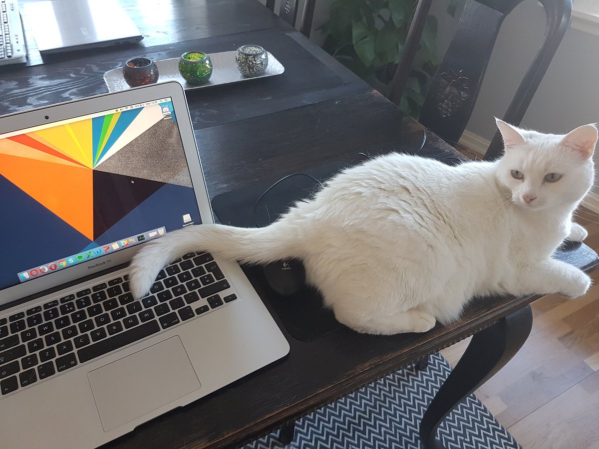 RuthRostrup's tweet photo. Working at home with cats should be an official LinkedIn skill endorsement. Or just a profession. #MondayMotivation #CatsOfTwitter https://t.co/TWHycVP0Wz