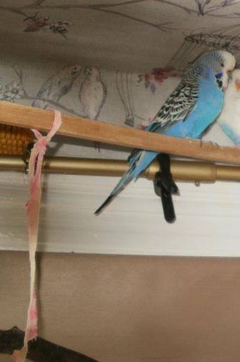 LostboxNE's tweet photo. A blue budgie is missing around #Gateshead, #Wrekenton or #SpringwellVillage. Let us know if you see him.
Please RT1
https://t.co/r8pcPPTtll https://t.co/l4lO5MlUlP