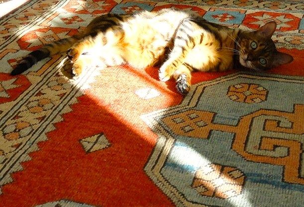 <a href="/pawandpurr/">paw&purr</a> <a href="/LittleMaineCoon/">Holly Purr⚜️</a> @Jacksutcliffe88 <a href="/MoetBlindCat/">Moet the Blind Cat</a> <a href="/clawdiathecat/">🐾 Clawdia ❤️</a> <a href="/fluffybasil/">Teddy, Pumpkin Pie & Magic</a> <a href="/LordGraydon/">Ms. Savoy Mr. Sanderson🌈@LordGraydon</a> <a href="/parham1961/">jackie parham</a> <a href="/KittyHavenNY/">💞 Kitty Haven ⚥ 💞</a> <a href="/datsyuklover/">Georgia Trosper</a> <a href="/DoULoveCat/">Do U Love Cat ?</a> I'z up 4 lying snoozing in sun.