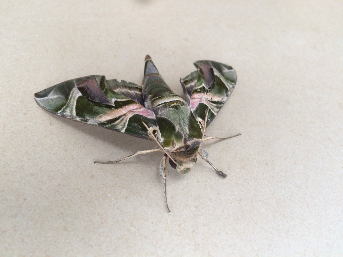 edehcyprian's tweet photo. Imagine army butterfly. See the effect of camouflage #Godistoomuch https://t.co/0AsWQU6cwA