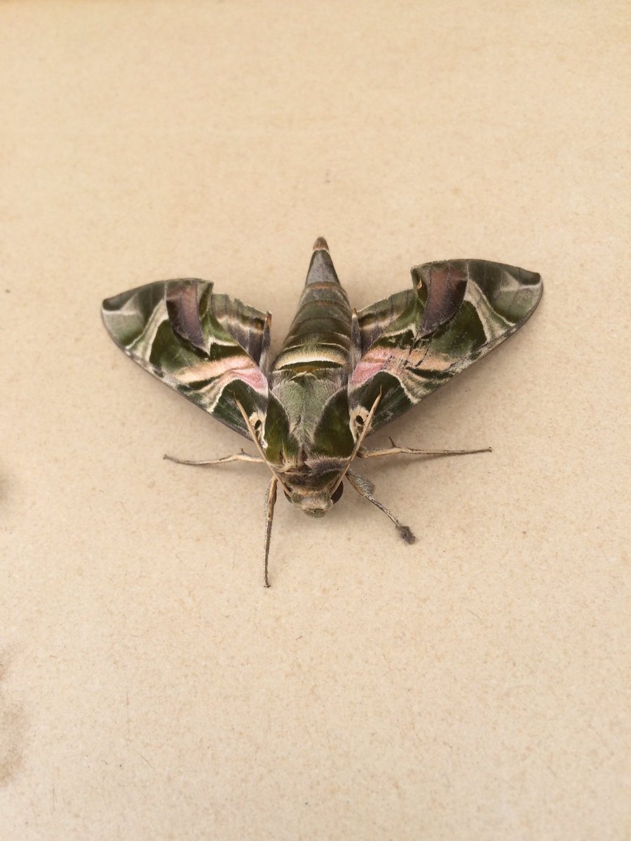 edehcyprian's tweet photo. Imagine army butterfly. See the effect of camouflage #Godistoomuch https://t.co/0AsWQU6cwA