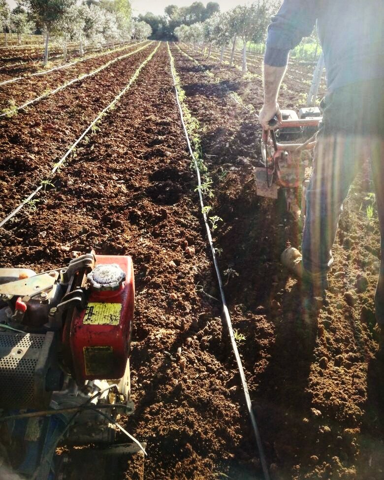 AzPietrasanta's tweet image. le piantine di pomodoro fiaschetto hanno bisogno della "zappettatura" per arieggiare il terreno e migliorare l'assorbimento dell'acqua