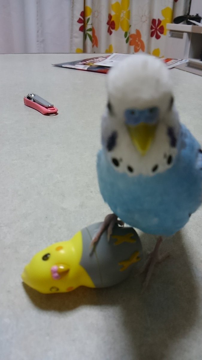 parakeet_sky716's tweet photo. 頭モフ！この(おもちゃの)鳥ちゃんはスカイのアモーレでつー！(*˘ ³˘)♥
#鳥の正面顔コンテスト 
#セキセイインコ https://t.co/MMVSLi0Ndd