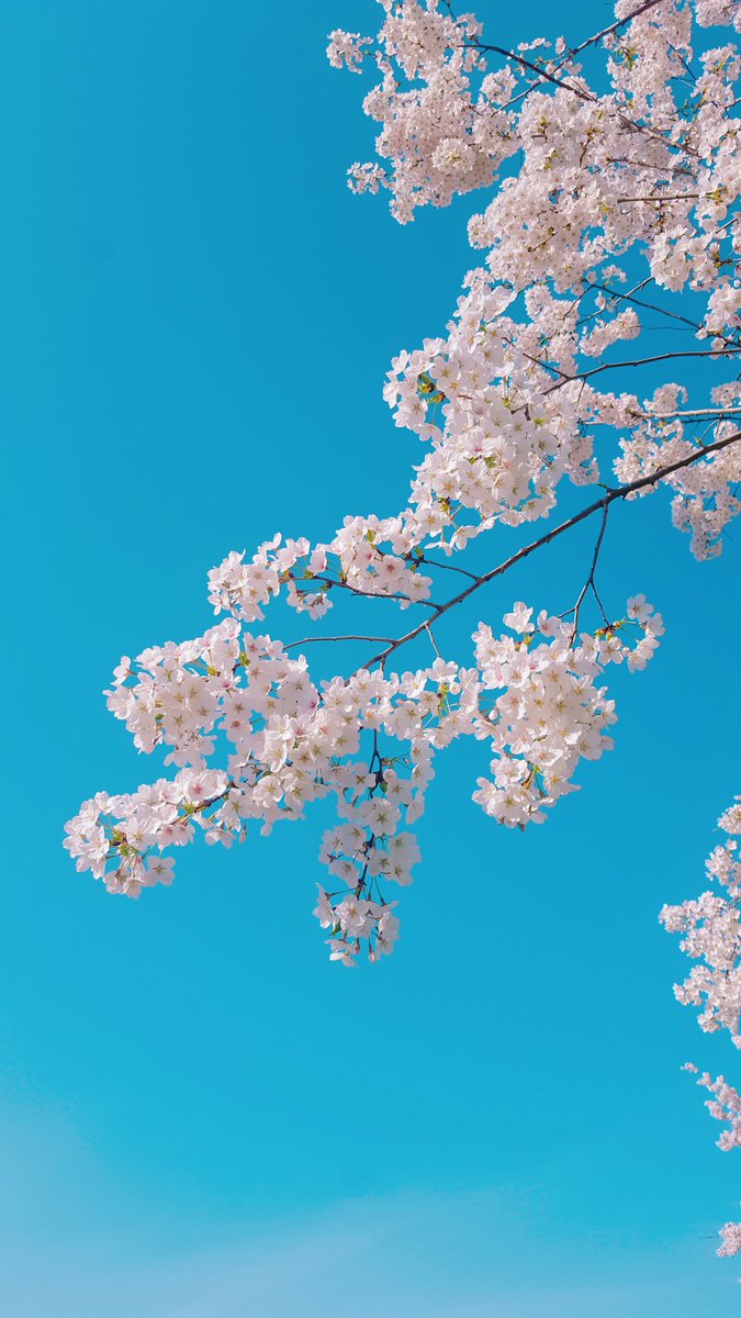 ala_ive_aqua's tweet image. 오늘 서울 날씨 너무 좋았어요!