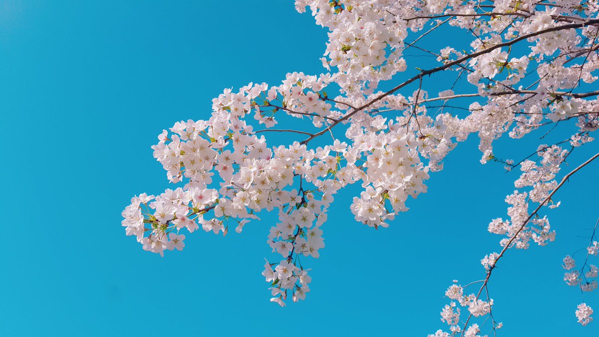 ala_ive_aqua's tweet image. 오늘 서울 날씨 너무 좋았어요!