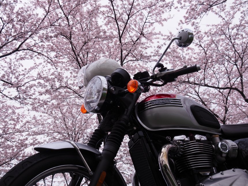104KUNI's tweet image. 墨俣へ桜ツーリング　
#triumphが美しい 
#triumph  
#ボンネビル 
#BonnevilleT120