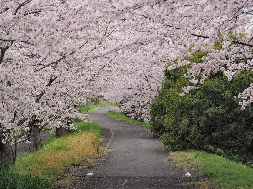 104KUNI's tweet image. 墨俣へ桜ツーリング　
#triumphが美しい 
#triumph  
#ボンネビル 
#BonnevilleT120