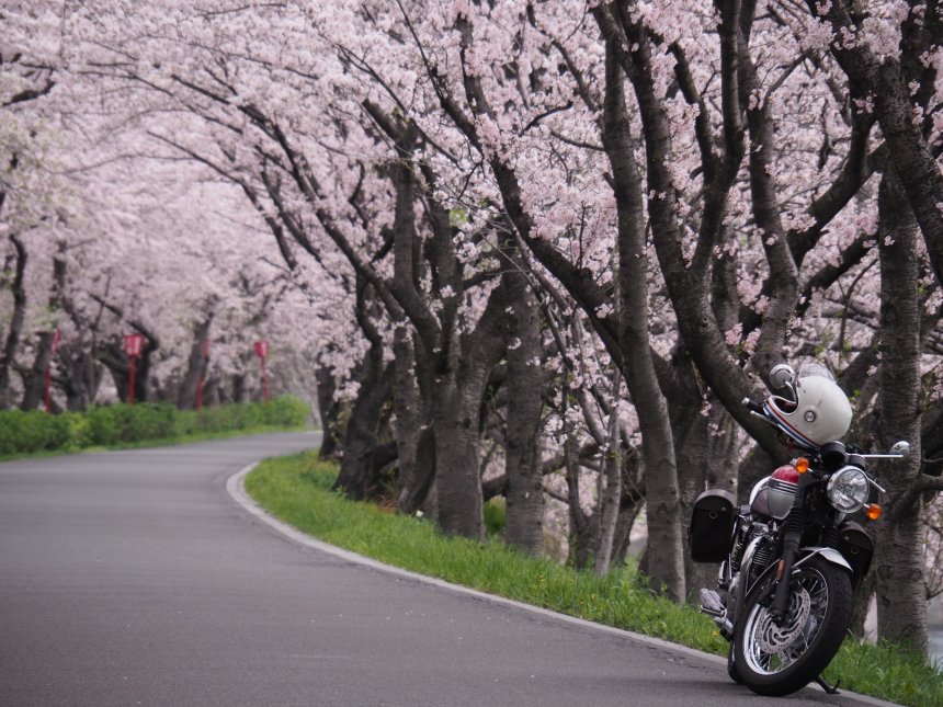 104KUNI's tweet image. 墨俣へ桜ツーリング　
#triumphが美しい 
#triumph  
#ボンネビル 
#BonnevilleT120
