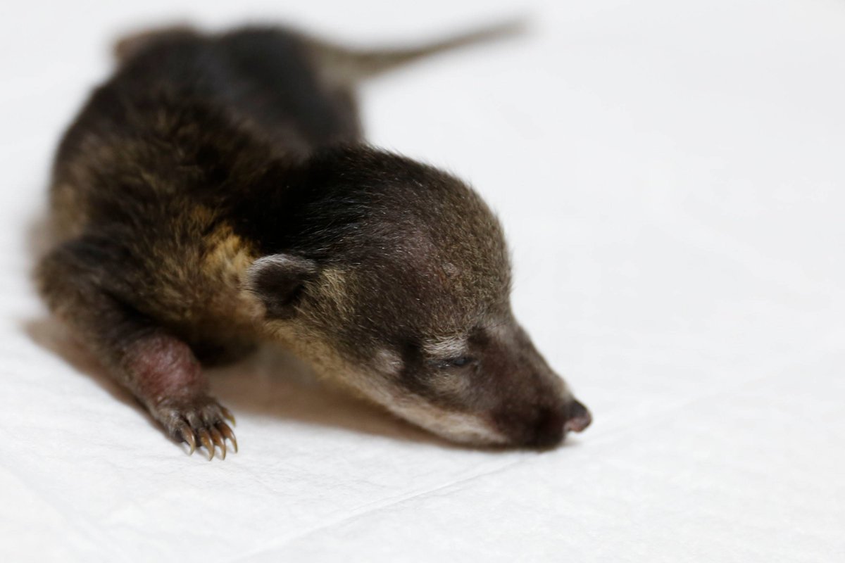 ala_ive_aqua's tweet image. 오늘은 태어난지 14일 된 코아티 아가입니다~!
꼬리 포함해서 길이는 24센티미터에 몸무게는 122그램입니다...!
122그램...!! 라면물보다 가벼워요!!