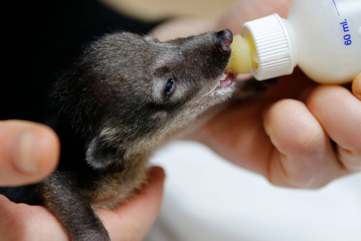 ala_ive_aqua's tweet image. 오늘은 태어난지 14일 된 코아티 아가입니다~!
꼬리 포함해서 길이는 24센티미터에 몸무게는 122그램입니다...!
122그램...!! 라면물보다 가벼워요!!